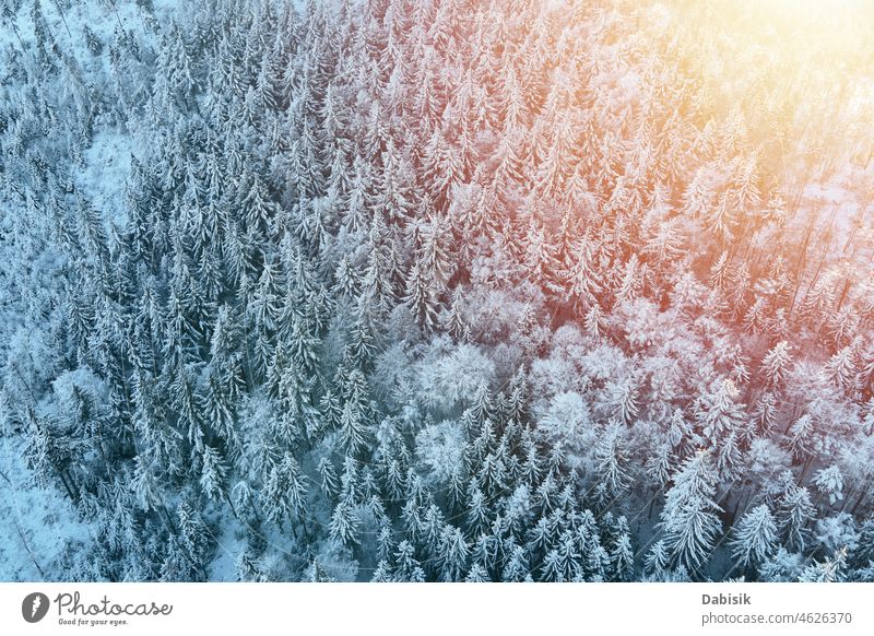 Luftaufnahme eines schneebedeckten Waldes Winter Schnee Antenne Berge u. Gebirge Baum Natur Hintergrund Landschaft Flug Waldgebiet Dröhnen verschneite Polen