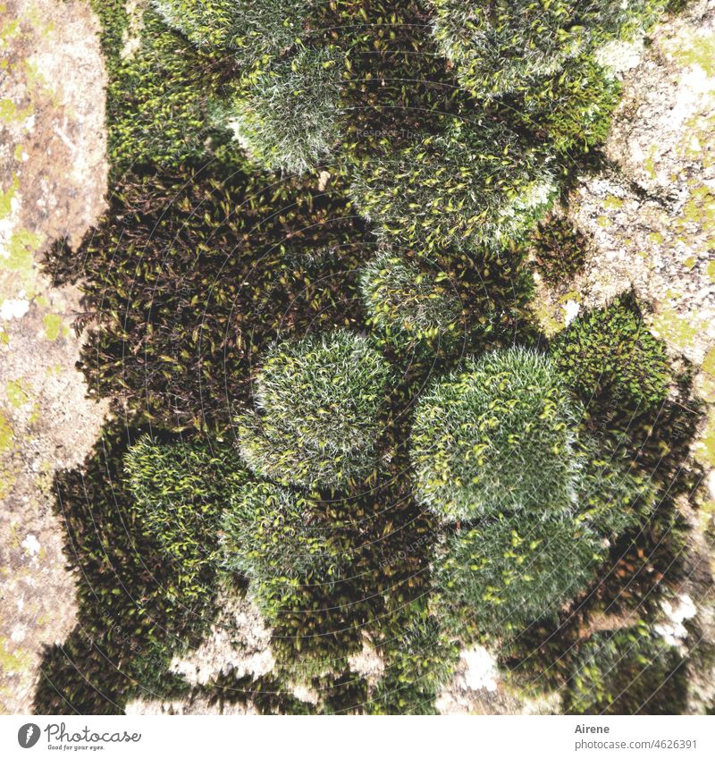 Steinreich mit viel Moos ergibt ein gutes Polster natürlich grün weich Wärme Wachstum Natur feucht Klima Pflanze Wetter kuschlig Kissen Fels Felsen felsig