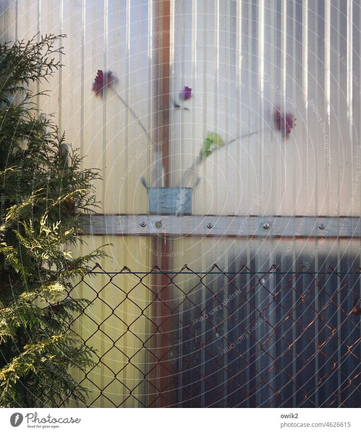 Rückblickend Blume Blüte Halm Topf Blumentopf blühend Deko violett stehen Glaswand Anbau Muster Strukturen & Formen Strukturglas durchscheinend schemenhaft