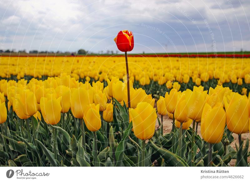 einzelne zweifarbige tulpe ragt aus einem gelben tulpenfeld heraus rot anders besonders individuell herausragen herausragend blüte blüten blühen blumenfeld