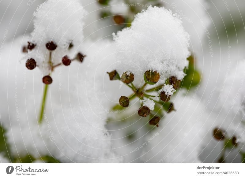 Schneebedeckte Pflanze im Winter außergewöhnlich ästhetisch Kontrast Licht Morgen Menschenleer Textfreiraum Mitte Textfreiraum oben Textfreiraum unten