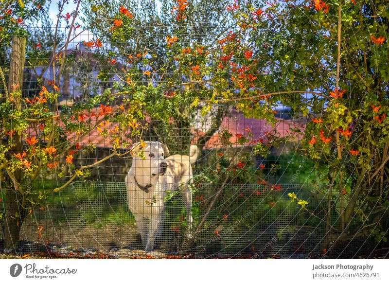 Ein weißer Hund hinter einem grünen Zaun, umgeben von roten Blumen Tier Hündchen Garten Haus neben Hundehütte lieblich Nahaufnahme Labrador heimisch im Freien