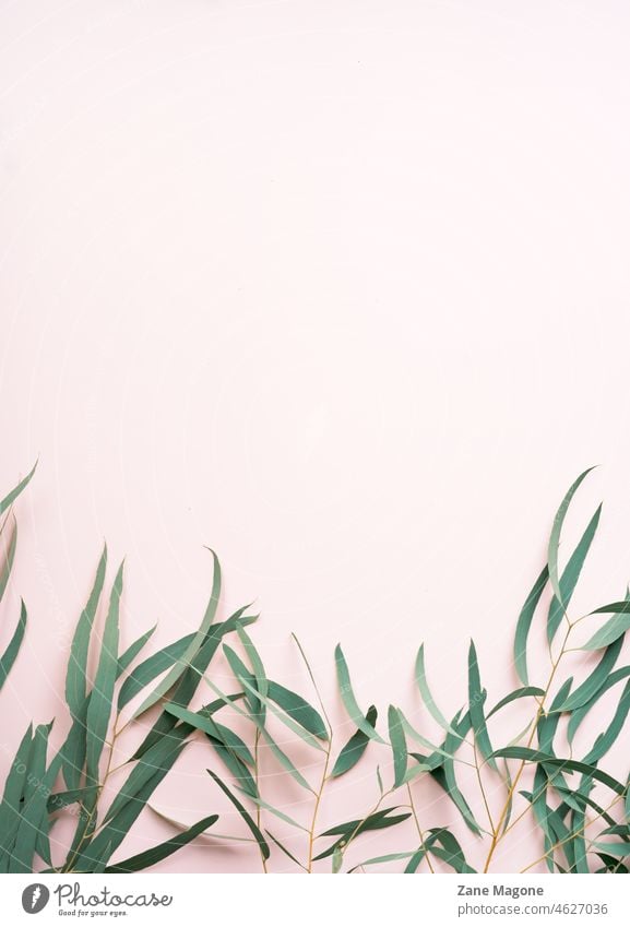 Pastellfarbener Hintergrund und Eukalyptusblätter, minimal sehr wenige Ästhetik flache Verlegung Pastelltöne botanisch modern frisch neutral Postkarte Plakat