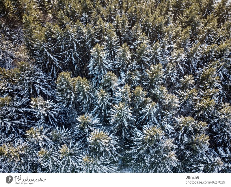 Nadelwald Luftaufnahme im Winter aus der Vogelperspektive Wald Hain Wäldchen Parzelle Baum Konifere Schnee Vogelschau von oben Drohnenansicht Forstwirtschaft