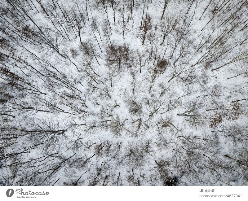 Kleines Stück Laubwald im Winter aus der Vogelperspektive Wald Wäldchen Baum Laubbaum Forst Schnee von oben Drohnenblick Luftbild Forstwirtschaft Waldwirtschaft