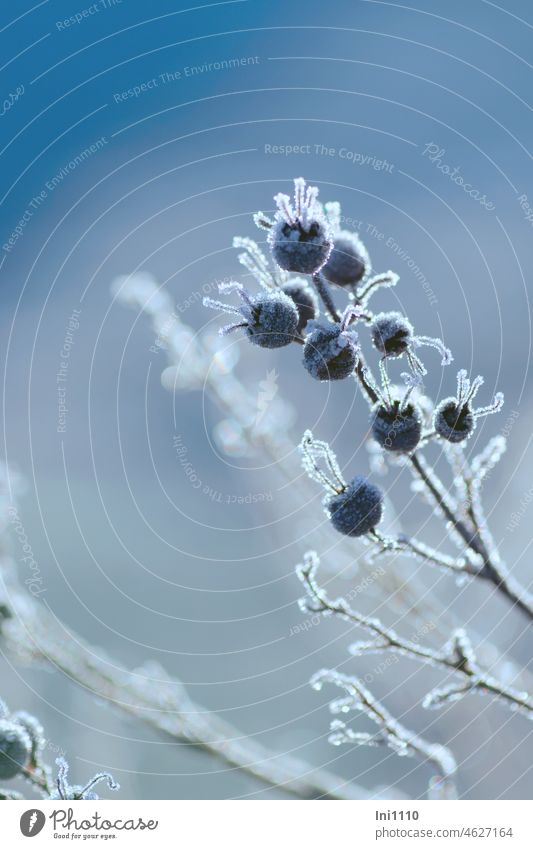 Winterzauber schwarze Hagebutten der Bibernell-Rose mit Raureif schönes Wetter Frost Garten Rosa Pimpinellifolia geeist Eiskristalle blauer Himmel Winterfarben