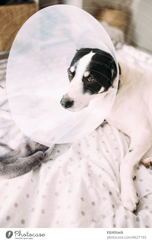 Kranker Labradorhund mit elisabethanischer Halskrause nach chirurgischem Eingriff im Bett liegend Tier Polster Eckzahn Pflege Kragen Zapfen Hund Hündchen
