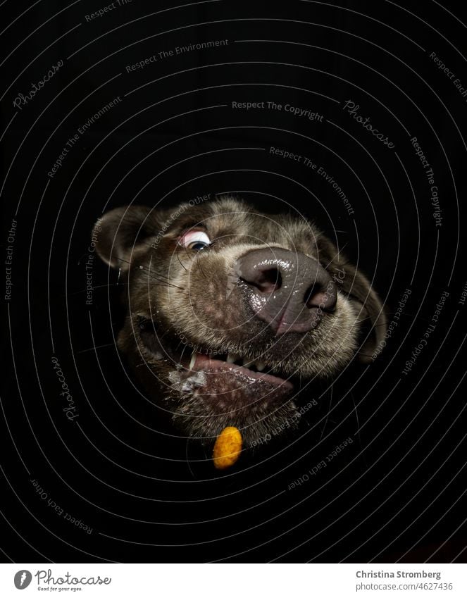 Porträt Labrador Hund Haustier Tier Tierporträt Blick Blick in die Kamera Retriever Nahaufnahme labrador retriever Tierliebe lustig Tiergesicht