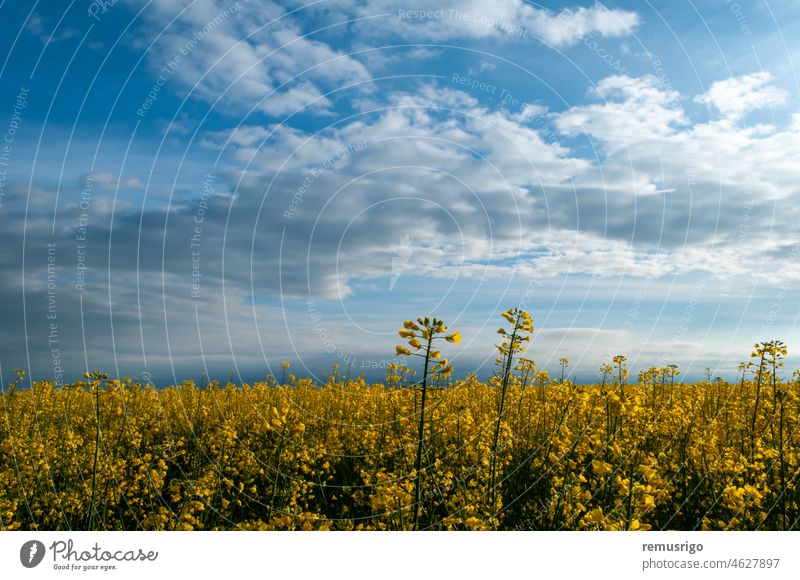 Blick auf ein Rapsfeld. Gelbe Blüten gegen den blauen Himmel. 2014 Ortisoara Rumänien landwirtschaftlich Ackerbau Hintergrund Blütezeit Überstrahlung Cloud