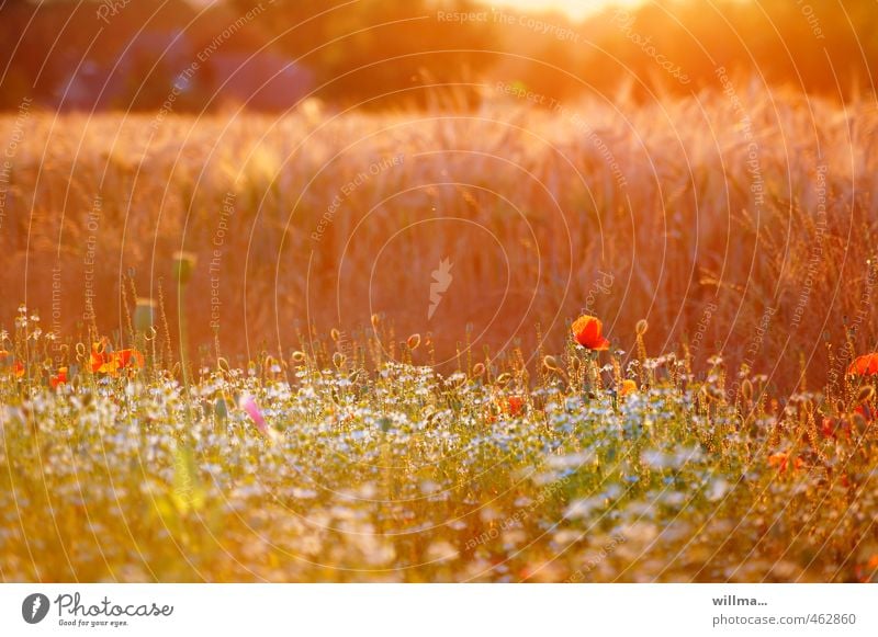 Sommerabend am Feldrand mit Sommerblumen Natur Sonnenlicht Schönes Wetter Mohn Wiese Blumenwiese Kornfeld Wärme orange Hoffnung sommerlich Abend Sonnenaufgang