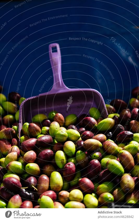 Haufen reifer Oliven mit Schaufel oliv Stapel Frucht Ernte Markt Basar Lebensmittel Verkaufswagen organisch Ackerbau schaufeln Baggerlöffel sortiert