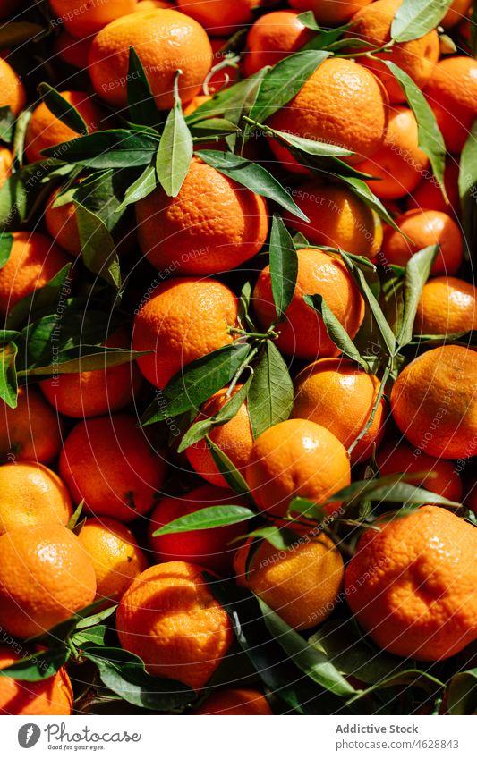 Haufen von reifen Mandarinen auf dem Markt Zitrusfrüchte Stapel Frucht Basar Lebensmittel Verkaufswagen organisch gesunde Ernährung verschiedene Farbe