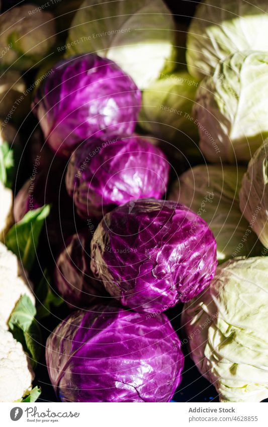 Verschiedene Kohlsorten auf dem lokalen Markt Stapel Kohlgewächse rot Gemüse Basar Lebensmittel Verkaufswagen roh gesunde Ernährung organisch verschiedene Farbe