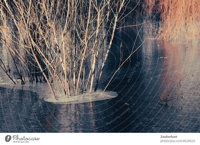 Sträucher stehen in vereistem Teich im Abendlicht Licht golden Winter kalt Eis kahl See Wasser Frost gefroren Natur frieren Eisfläche