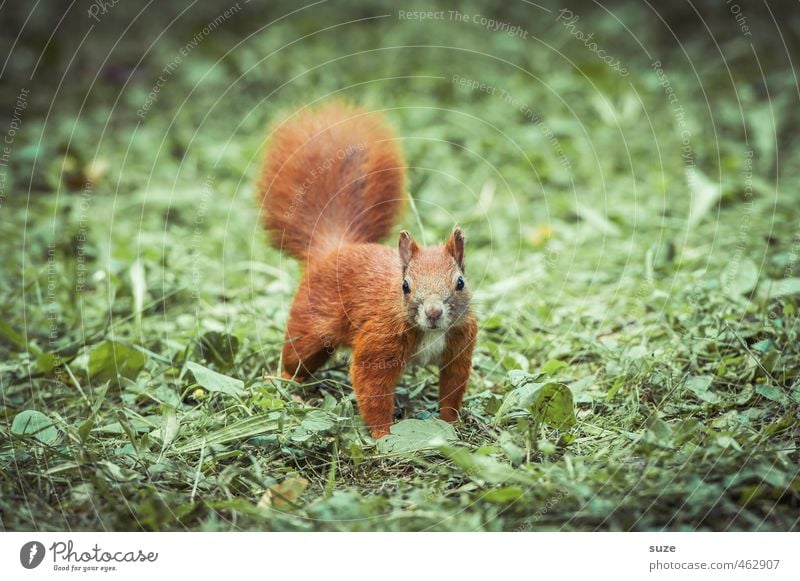 Tier | im roten Fummel Natur Gras Wiese Wildtier 1 klein Neugier niedlich grün Nagetiere Eichhörnchen Fell tierisch Farbfoto mehrfarbig Außenaufnahme