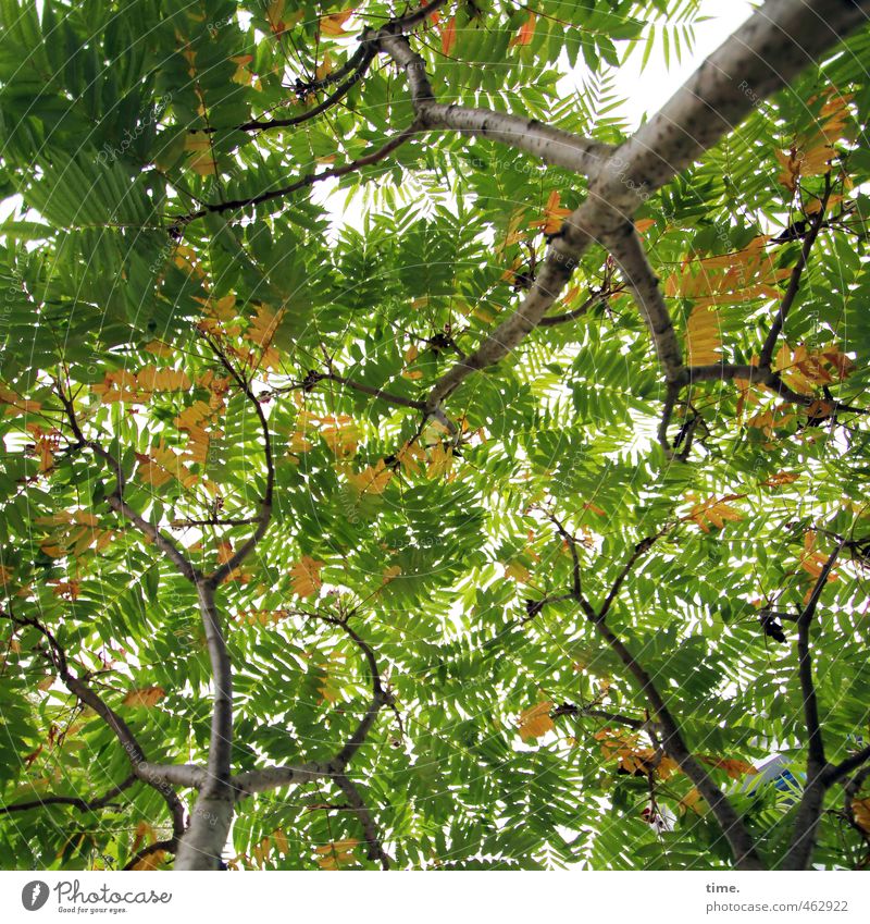 Mecklenburgvorpommernscher Dschungel Umwelt Natur Herbst Baum Blatt Ast Baumstamm Essigbaum Wald Holz ästhetisch hoch natürlich braun grün weiß Zusammensein