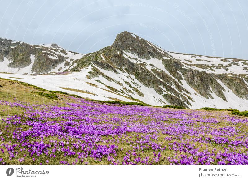 Blühende violette Krokusse auf einer Wiese vor der Kulisse eines hohen Berggipfels mit verschneiten Hängen. Frühlingslandschaft im Hochgebirge. Rila-Gebirge, Sieben Rila-Seen, Bulgarien.