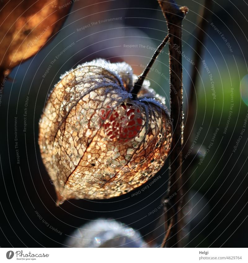 ausgelaugt | Hülle einer vertrockneten  Physalis im Gegenlicht mit etwas Raureif Pflanze Samenstand leuchtend Stengel Menschenleer Nahaufnahme Detailaufnahme