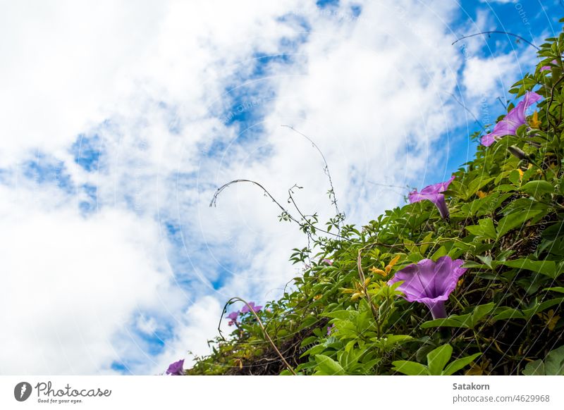 Lila Blüten des Efeus und blauer Himmel purpur Blume Natur Kletterpflanzen natürlich schön grün Farbe Eidgenosse Sommer farbenfroh Pflanze Blatt im Freien