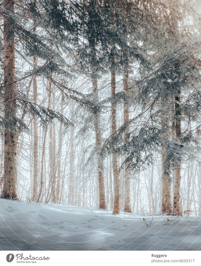 Morgens im verschneiten Wald Waldgebiet Schnee sonnig Feiertag blau orange Schneeflocke Baum Kiefer Stimmung wild Feiertage Winter Ferien & Urlaub & Reisen