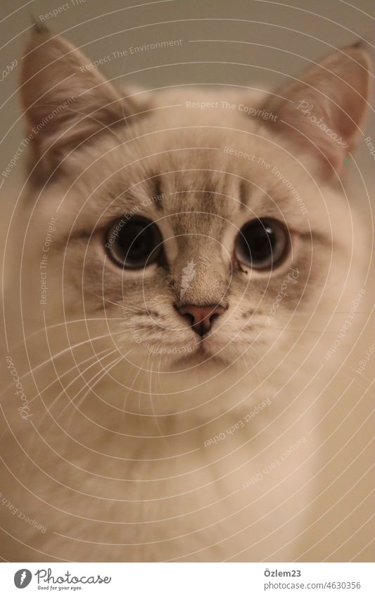 Britische Kurzhaarkatze schaut in die Kamera Katze Natur Tier Tierporträt katzenportrait katzenfoto Innenaufnahme weiß Katzenauge Farbfoto Haustier Fell