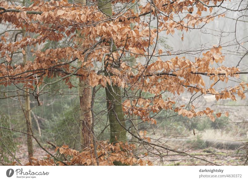 Farbfoto im Wald mit einer Buche, Fichten und Laub zur winterlichen Jahreszeit und bei Nebel Buchenwald Landschaft Licht Detailaufnahme Schwache Tiefenschärfe