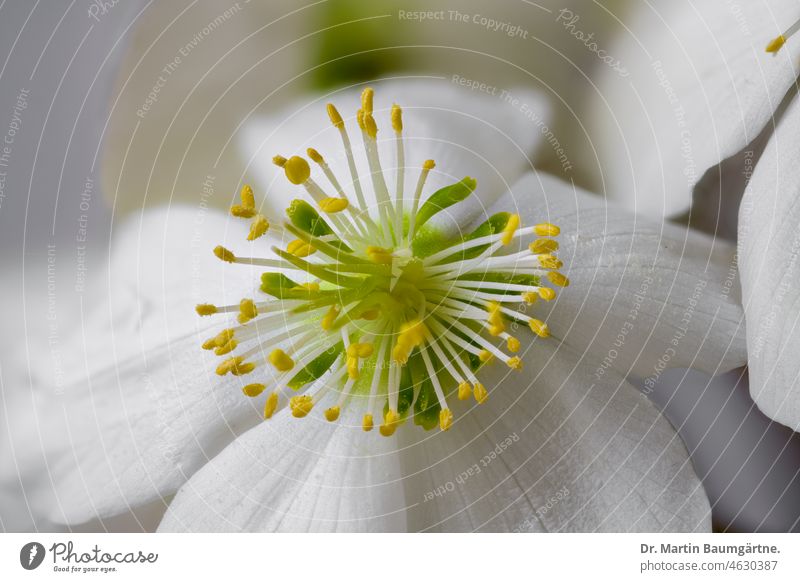 Blüte von Helleborus niger, Ranunculaceae; Christrose oder Lenzrose, Nahaufnahme Schneerose weiß Stempel Staubblätter winterhart Winterblüher Staude ausdauernd