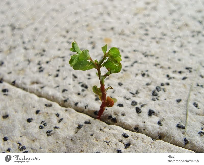 Kraft der Natur Pflanze Jungpflanze Steinboden brechen Wachstum grün Furche niggl