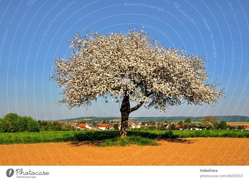 Blühender Apfelbaum apfelbaum blühend frühling frühjahr feld acker apfelblüten natur landschaft gross-umstadt suedhessen baumbluete blauer himmel odenwald