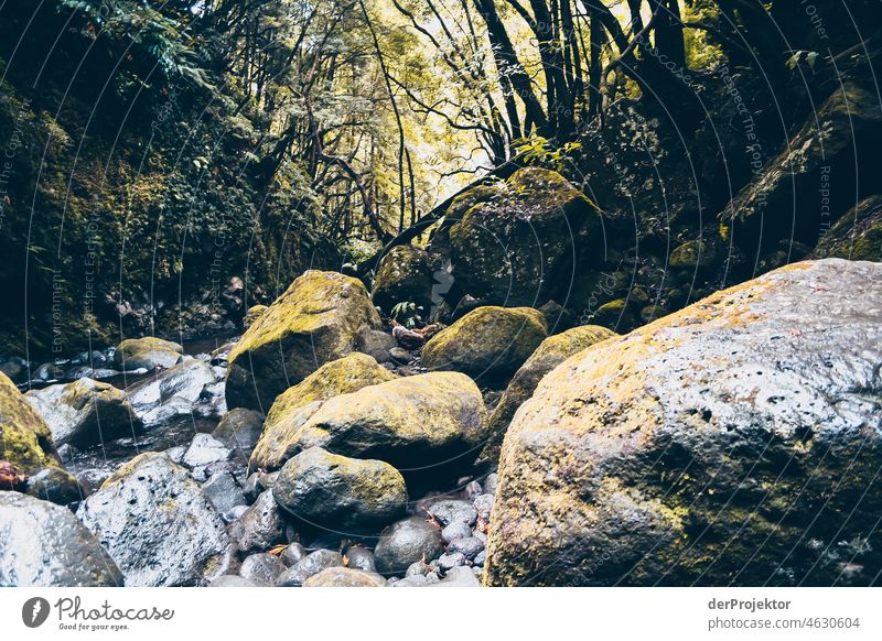 Bachlauf im Wald auf den Azoren Zentralperspektive Starke Tiefenschärfe Sonnenlicht Reflexion & Spiegelung Kontrast Schatten Textfreiraum Mitte