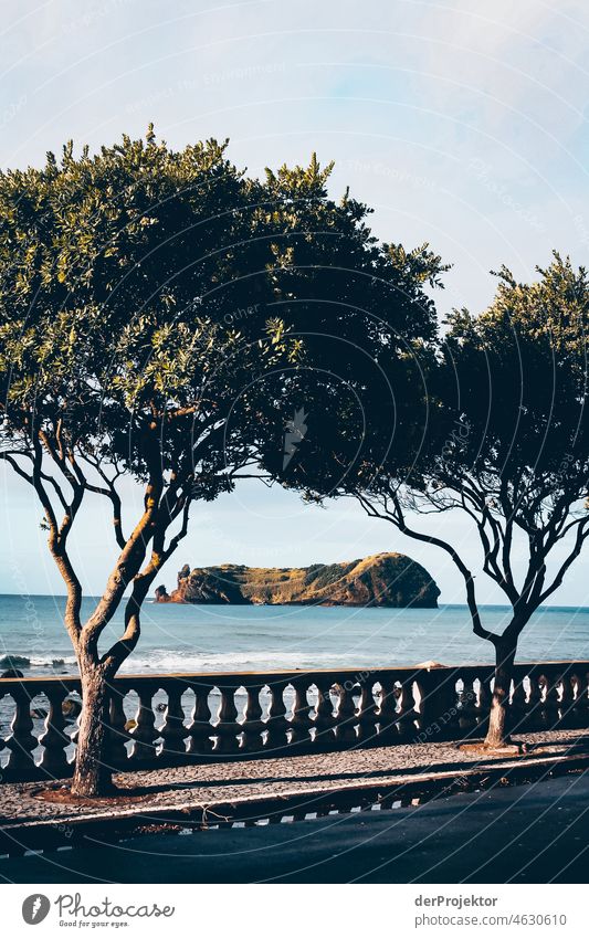Blick auf vorgelagerte Insel auf den Azoren gerahmt von zwei Bäumen Zentralperspektive Starke Tiefenschärfe Sonnenlicht Reflexion & Spiegelung Kontrast Schatten