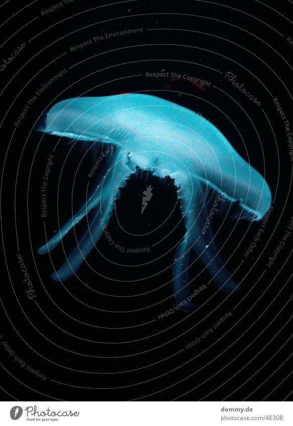 Qualle 2 Meer Tentakel Lebewesen rund schön gefährlich Tier blau Lampe Leben Unterwasseraufnahme