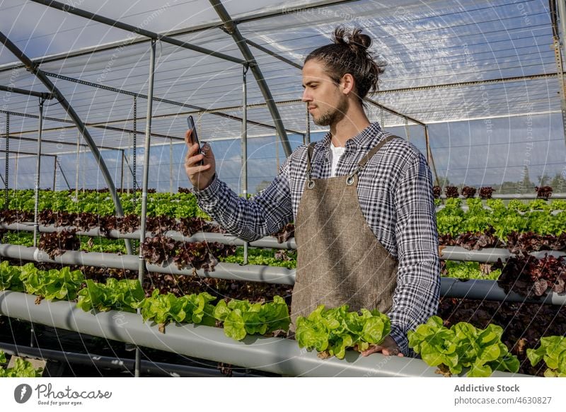Gärtner beim Surfen auf dem Handy im Gewächshaus Mann Landwirt benutzend Smartphone Salat Gartenbau Bauernhof Browsen Ackerbau hydroponisch männlich Apparatur