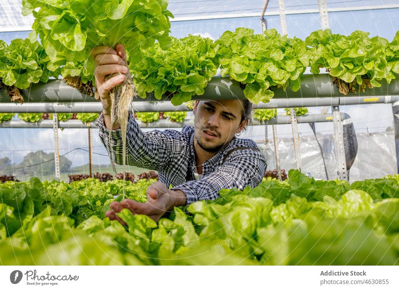 Gärtner zeigt Setzling von grünem Salat im Gewächshaus Mann Landwirt Keimling Ackerbau wachsen zeigen kultivieren prüfen männlich Pflanze Wachstum Wurzel