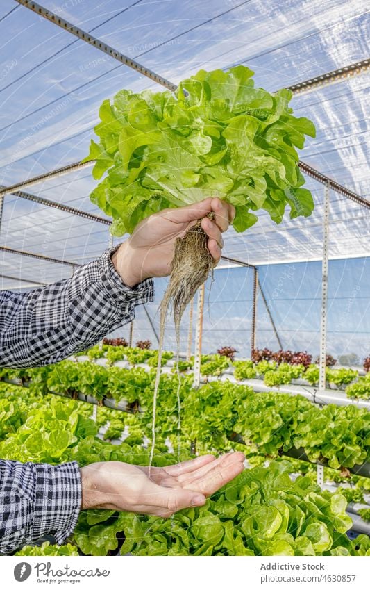 Gärtner zeigt Setzling von grünem Salat im Gewächshaus Mann Landwirt Keimling Ackerbau wachsen zeigen kultivieren prüfen männlich Pflanze Wachstum Wurzel