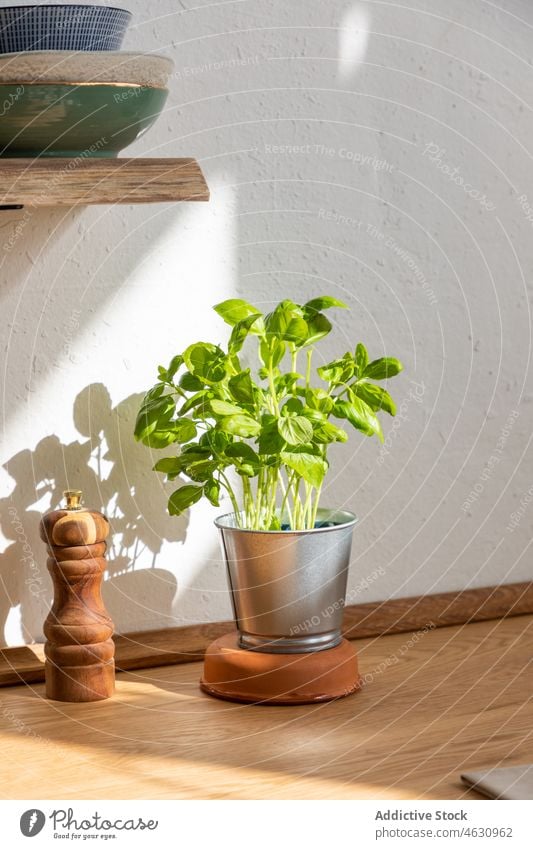 Topf mit Basilikum auf Holztisch in Küche Kraut Abfertigungsschalter Blatt Pflanze Grün kultivieren heimisch Paprika Mühle frisch grün hölzern Gewürz organisch