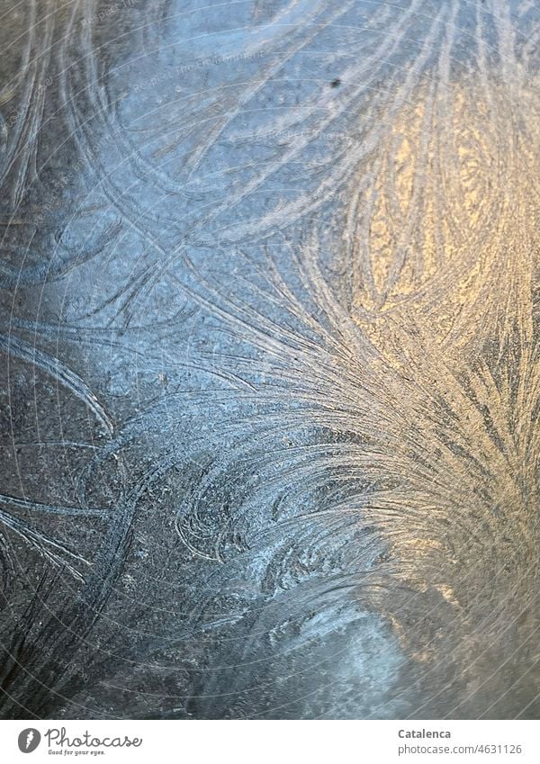 Eisblumen Winter Jahreszeit Kälte Natur Struktur gefroren Frost frieren Wintertag Raureif Eiskristall Tag Tageslicht kalt Blau Gelb