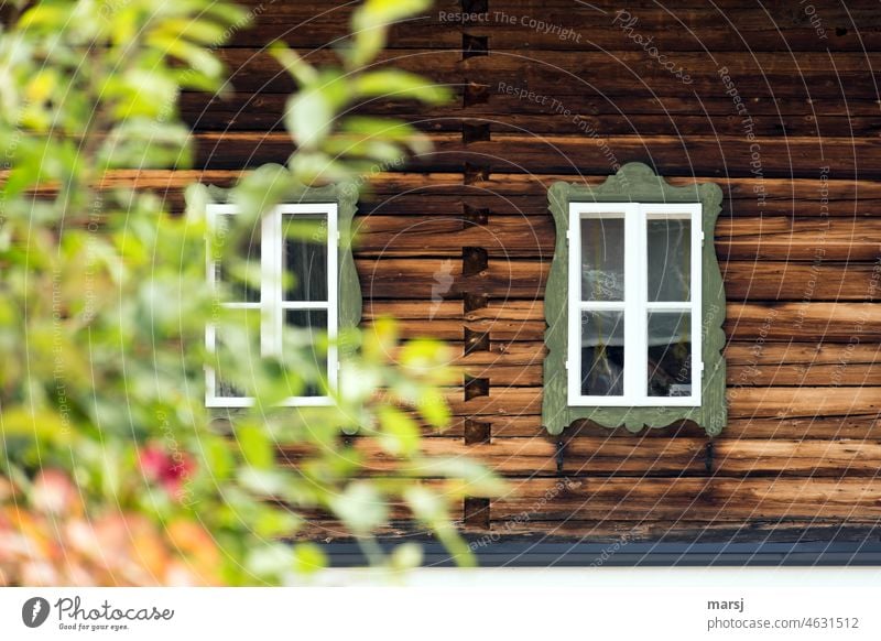 Symmetrie der Fenster durch einen Busch vertuscht. Rustikale Fenster in Blockbohlenfassade. Wand braun alt Holz Idylle Tag Starke Tiefenschärfe Gebäude Holzwand