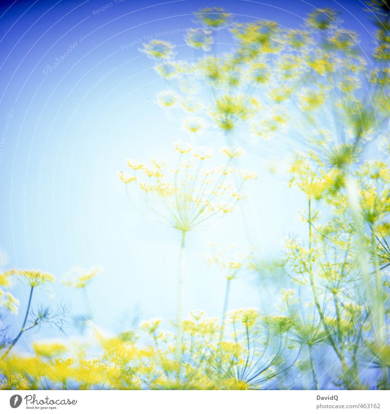 supernova Umwelt Natur Pflanze Sommer Nutzpflanze Dill Dillblüten Garten fantastisch blau gelb Farbe Farbfoto Außenaufnahme Detailaufnahme abstrakt