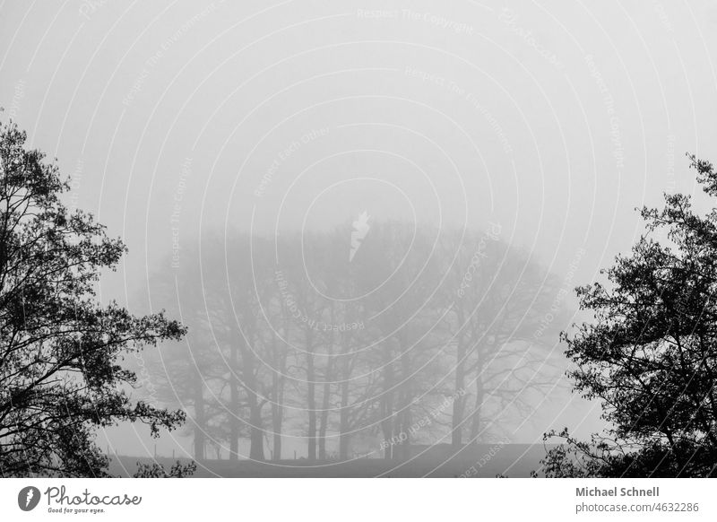 Baumgruppe im Nebel Nebelschleier Nebelstimmung Nebelschwaden Bäume Natur Nebelwald Nebelmeer Nebelwand schlechtes Wetter
