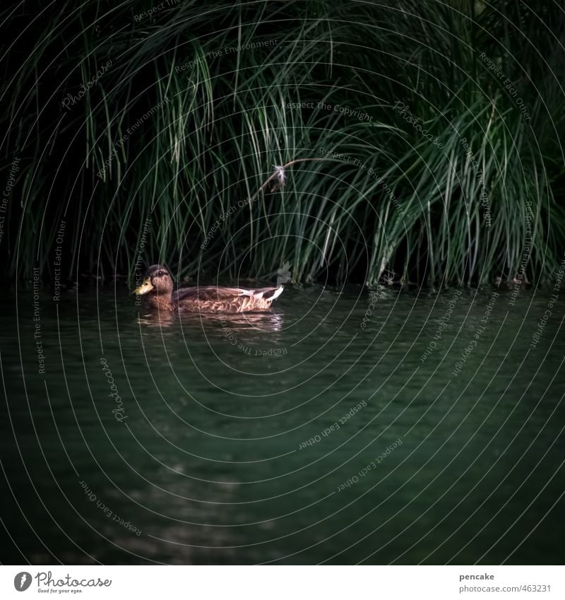 alles quack Wasser Gras Sträucher Park Teich Wildtier 1 Tier Ente Stockente Schilfrohr dunkelgrün Farbfoto Gedeckte Farben Außenaufnahme Nahaufnahme