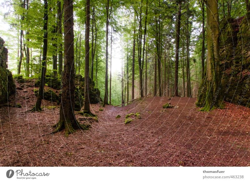 Franken - Wald Ausflug Sommer wandern Landschaft Baum Sträucher Blatt Laubbaum Hügel Felsen natürlich Originalität braun grün weiß ruhig Umwelt Höhle Farbfoto