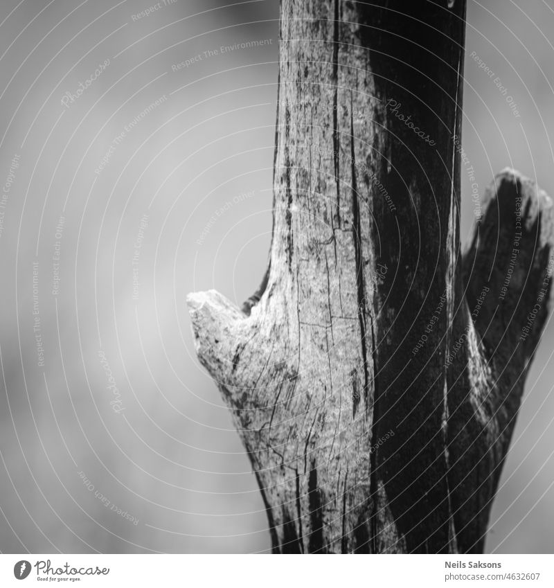 alte Baumstämme ohne Rinde abstrakt Alterung Hintergrund schwarz Nahaufnahme dunkel Detailaufnahme Tropfen Wald trist Grunge Material natürlich Natur im Freien