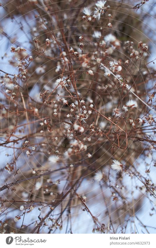 Winzige weiße Blüten auf trockenen Zweigen von Wildpflanzensträuchern mit unscharfem Hintergrund. Trauben von kleinen weißen Samen auf dünnen Zweigen. getrocknete Sträucher im Winter. ausgewählten Fokus
