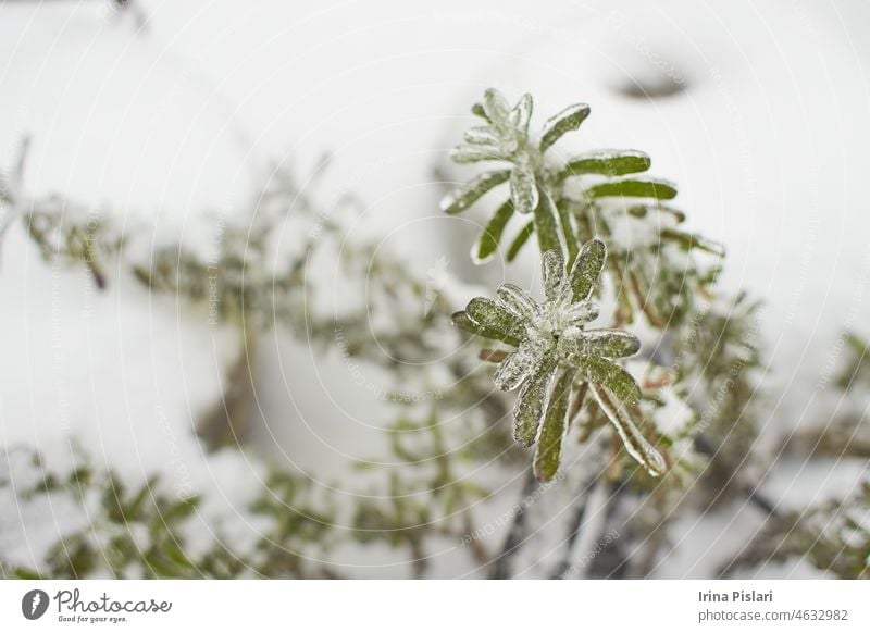 Blumen eines laubabwerfenden Grases, Büsche mit Eiskruste nach gefrierendem Regen, Fragment, Hintergrund. ausgewählter Fokus Beeren Ast braun Buchse Sträucher