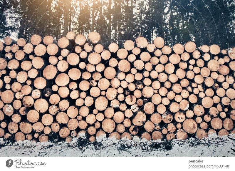 viel hilft viel Holz Stapel Baumstämme groß Holzvorrat Wald Forstwirtschaft nachhaltig bauen heizen Sonne Energie Umwelt Nutzholz Baumstamm Brennstoff Vorrat