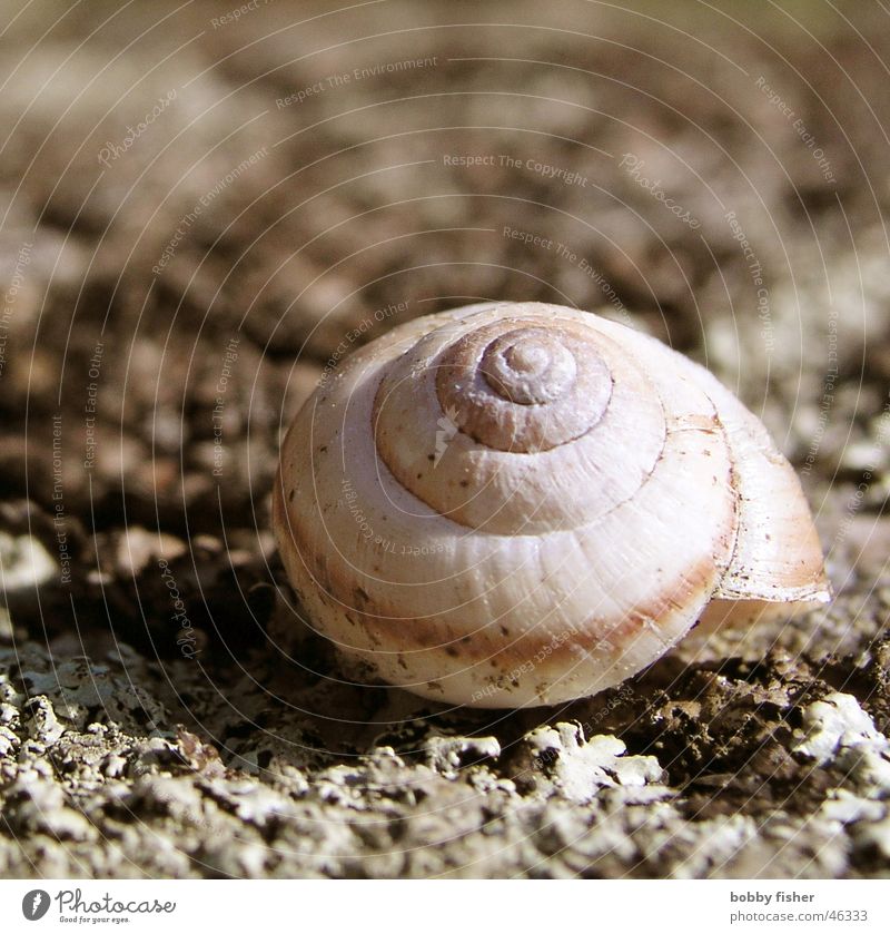 schnegge Tier Haus Einsamkeit Ernährung Frankreich Schnecke Natur Garten Makroaufnahme Bodenbelag Sand Stein