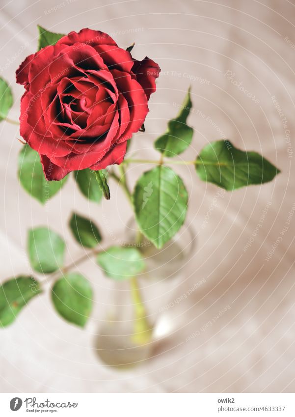 Rotschopf Rose Blüte zart nah Farbfoto Pflanze elegant Detailaufnahme rot schön Blühend Innenaufnahme Blume Blätter Vase Schwache Tiefenschärfe Tisch Tischdecke