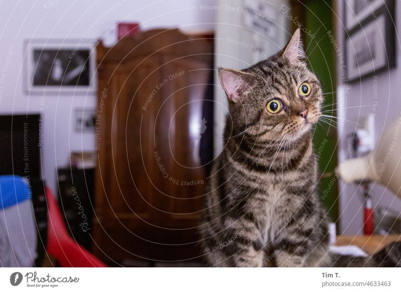 der Kater sieht neugierig nach Rechts Augen Katze Haustier Tier Fell Tierporträt Hauskatze niedlich kuschlig Farbfoto Tiergesicht zuhause Blick Katzenkopf