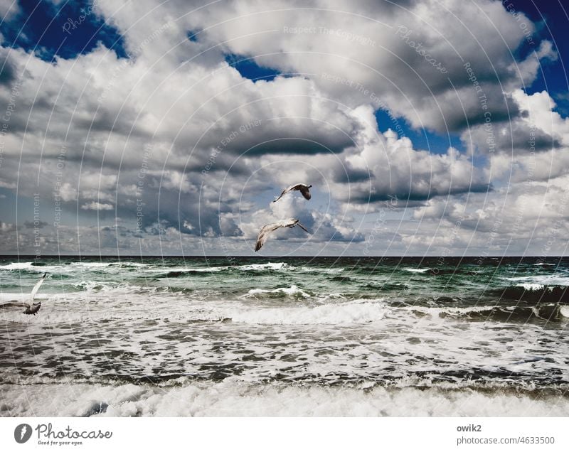 In der Schwebe Ostsee Wasser Luft Wind Horizont Himmel Wolken Umwelt Natur Freiheit Ferne Außenaufnahme Gischt Wellen Küste Tag Möwe fliegen Tierporträt Idylle